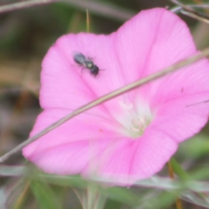 Lasioglossum sp. (genus) at Franklin Grassland (FRA_5) - 27 Nov 2023 11:52 AM