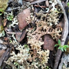 Cladia corallaizon at Cuumbeun Nature Reserve - 9 Dec 2023 by Zoed