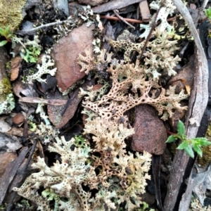 Cladia corallaizon at Cuumbeun Nature Reserve - 9 Dec 2023 06:47 PM