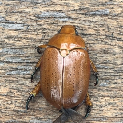 Anoplognathus sp. (genus) (Unidentified Christmas beetle) at Weetangera, ACT - 11 Dec 2023 by Spar