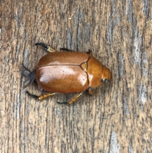 Anoplognathus sp. (genus) at Weetangera, ACT - suppressed