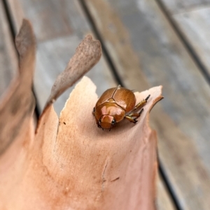 Anoplognathus sp. (genus) at Weetangera, ACT - 11 Dec 2023