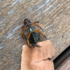 Anoplognathus sp. (genus) at Weetangera, ACT - suppressed