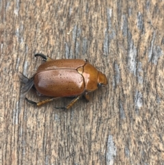 Anoplognathus sp. (genus) at Weetangera, ACT - suppressed