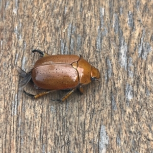 Anoplognathus sp. (genus) at Weetangera, ACT - 11 Dec 2023