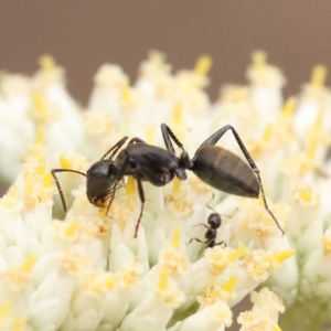 Camponotus aeneopilosus at Black Mountain NR (BMS) - 11 Dec 2023 10:12 AM