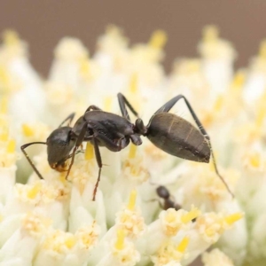 Camponotus aeneopilosus at Undefined Area - 11 Dec 2023 10:12 AM