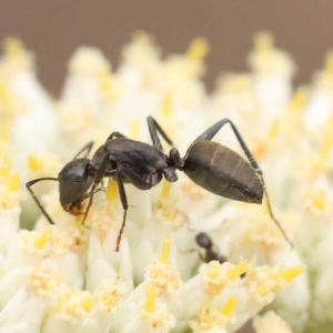 Camponotus aeneopilosus at Black Mountain NR (BMS) - 11 Dec 2023