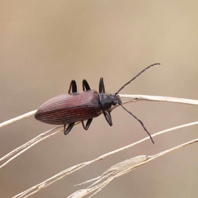 Homotrysis cisteloides (Darkling beetle) at Canberra Central, ACT - 10 Dec 2023 by ConBoekel