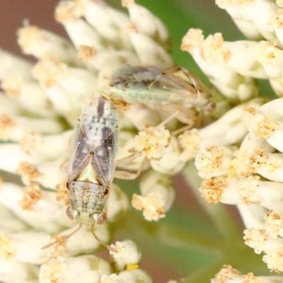 Germalus victoriae (A seed bug) at Canberra Central, ACT - 11 Dec 2023 by ConBoekel