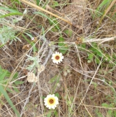 Tolpis barbata (Yellow Hawkweed) at Griffith Woodland - 9 Dec 2023 by toothfamily