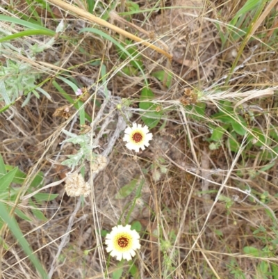 Tolpis barbata (Yellow Hawkweed) at Griffith Woodland (GRW) - 10 Dec 2023 by toothfamily