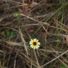 Tolpis barbata at Griffith Woodland (GRW) - 10 Dec 2023 10:05 AM