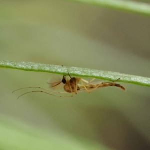 Chironomidae (family) at ANBG South Annex - 11 Dec 2023 10:46 AM