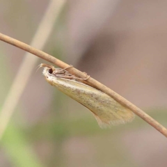 Telocharacta metachroa (A concealer moth) at Black Mountain NR (BMS) - 10 Dec 2023 by ConBoekel