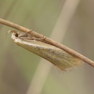 Telocharacta metachroa at Black Mountain NR (BMS) - 11 Dec 2023