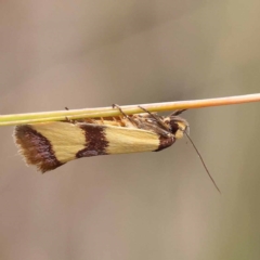 Chrysonoma fascialis (A concealer moth) at Canberra Central, ACT - 11 Dec 2023 by ConBoekel