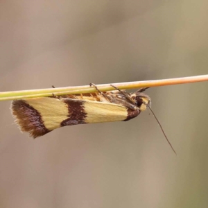 Chrysonoma fascialis at ANBG South Annex - 11 Dec 2023 11:03 AM