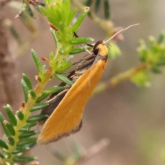 Parergophela melirrhoa (Chezela Group) at ANBG South Annex - 11 Dec 2023 by ConBoekel