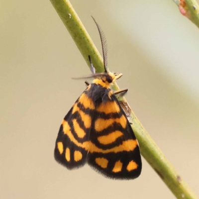 Asura lydia (Lydia Lichen Moth) at Canberra Central, ACT - 10 Dec 2023 by ConBoekel