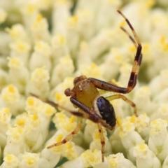 Australomisidia pilula (Lozenge-shaped Flower Spider) at Canberra Central, ACT - 10 Dec 2023 by ConBoekel