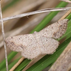 Taxeotis intextata (Looper Moth, Grey Taxeotis) at Canberra Central, ACT - 10 Dec 2023 by ConBoekel