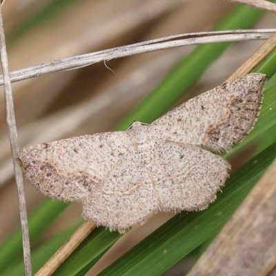 Taxeotis intextata (Looper Moth, Grey Taxeotis) at Canberra Central, ACT - 10 Dec 2023 by ConBoekel