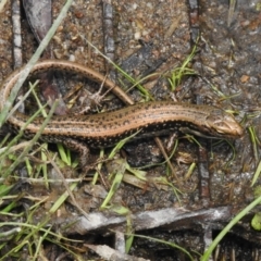 Eulamprus tympanum at Namadgi National Park - 11 Dec 2023