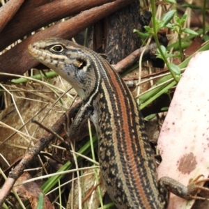 Liopholis whitii at Namadgi National Park - 11 Dec 2023