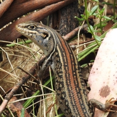 Liopholis whitii (White's Skink) at Cotter River, ACT - 11 Dec 2023 by JohnBundock