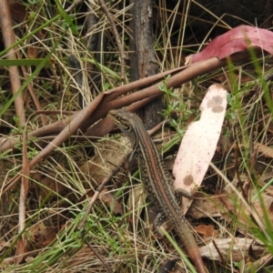 Liopholis whitii at Namadgi National Park - 11 Dec 2023