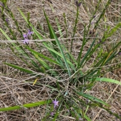Caesia calliantha (Blue Grass-lily) at Saint Marks Grassland - Barton ACT - 11 Dec 2023 by Jiggy