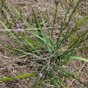 Caesia calliantha at Saint Marks Grassland - Barton ACT - 11 Dec 2023