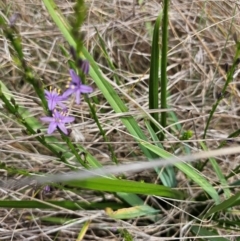 Caesia calliantha at Saint Marks Grassland - Barton ACT - 11 Dec 2023