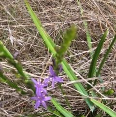 Caesia calliantha at Saint Marks Grassland - Barton ACT - 11 Dec 2023