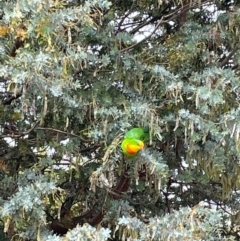 Polytelis swainsonii (Superb Parrot) at Bonner, ACT - 8 Nov 2023 by Rowbo