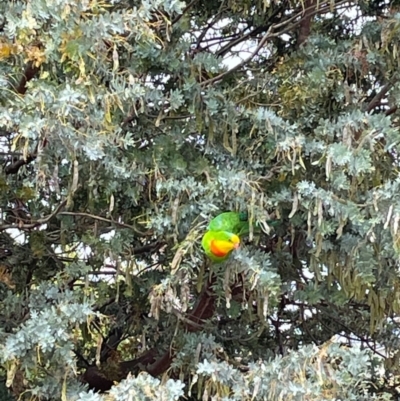 Polytelis swainsonii (Superb Parrot) at Bonner, ACT - 7 Nov 2023 by Rowbo