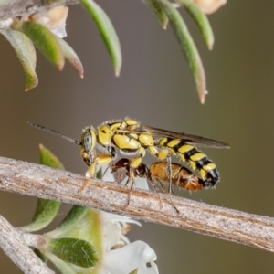 Thynninae (subfamily) at Aranda Bushland - 11 Dec 2023