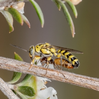 Thynninae (subfamily) (Smooth flower wasp) at Belconnen, ACT - 10 Dec 2023 by Roger