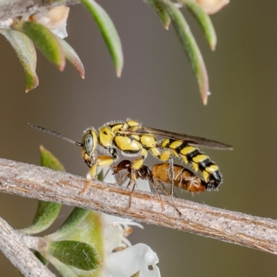 Thynninae (subfamily) (Smooth flower wasp) at Aranda Bushland - 11 Dec 2023 by Roger