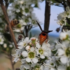 Eumeninae (subfamily) (Unidentified Potter wasp) at Denman Prospect, ACT - 11 Dec 2023 by AaronClausen