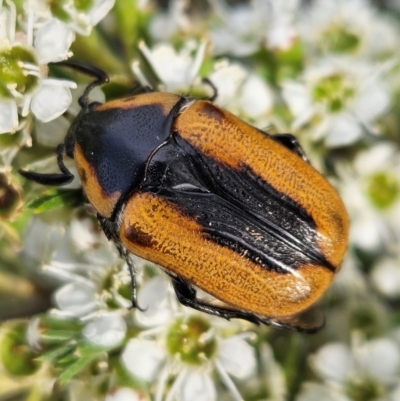 Chondropyga dorsalis (Cowboy beetle) at Denman Prospect, ACT - 11 Dec 2023 by AaronClausen
