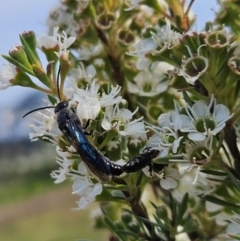 Thynninae (subfamily) (Smooth flower wasp) at Denman Prospect, ACT - 11 Dec 2023 by AaronClausen