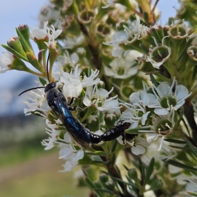 Thynninae (subfamily) (Smooth flower wasp) at Denman Prospect, ACT - 11 Dec 2023 by AaronClausen