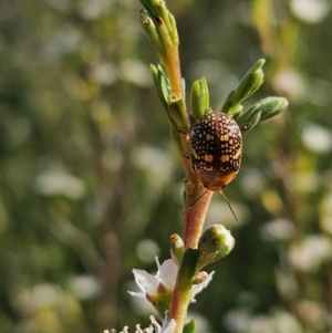 Paropsis pictipennis at Denman Prospect 2 Estate Deferred Area (Block 12) - 11 Dec 2023