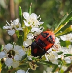 Choerocoris paganus (Ground shield bug) at Block 402 - 11 Dec 2023 by AaronClausen