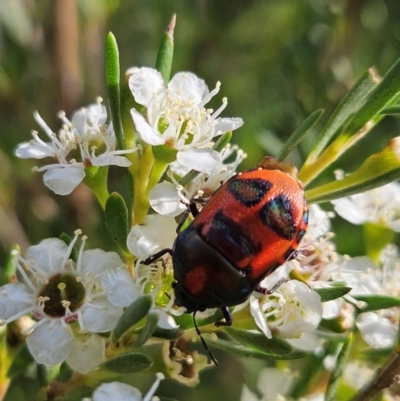 Choerocoris paganus (Ground shield bug) at Block 402 - 11 Dec 2023 by AaronClausen