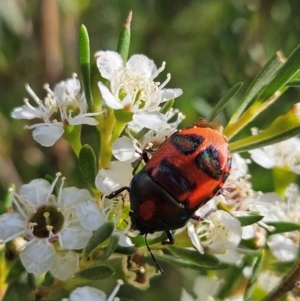 Choerocoris paganus at Block 402 - 11 Dec 2023