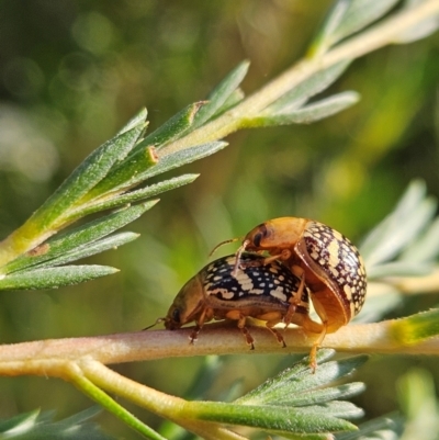 Paropsis pictipennis (Tea-tree button beetle) at Bluetts Block Area - 11 Dec 2023 by AaronClausen