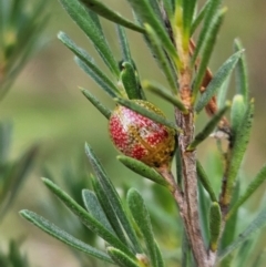 Paropsisterna fastidiosa (Eucalyptus leaf beetle) at Denman Prospect 2 Estate Deferred Area (Block 12) - 11 Dec 2023 by AaronClausen